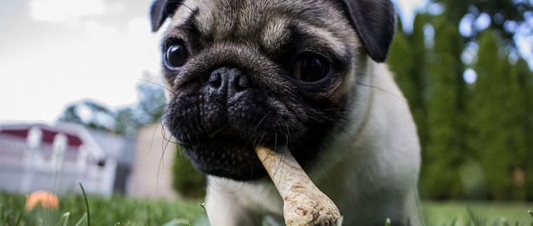 aliments toxiques pour le chien